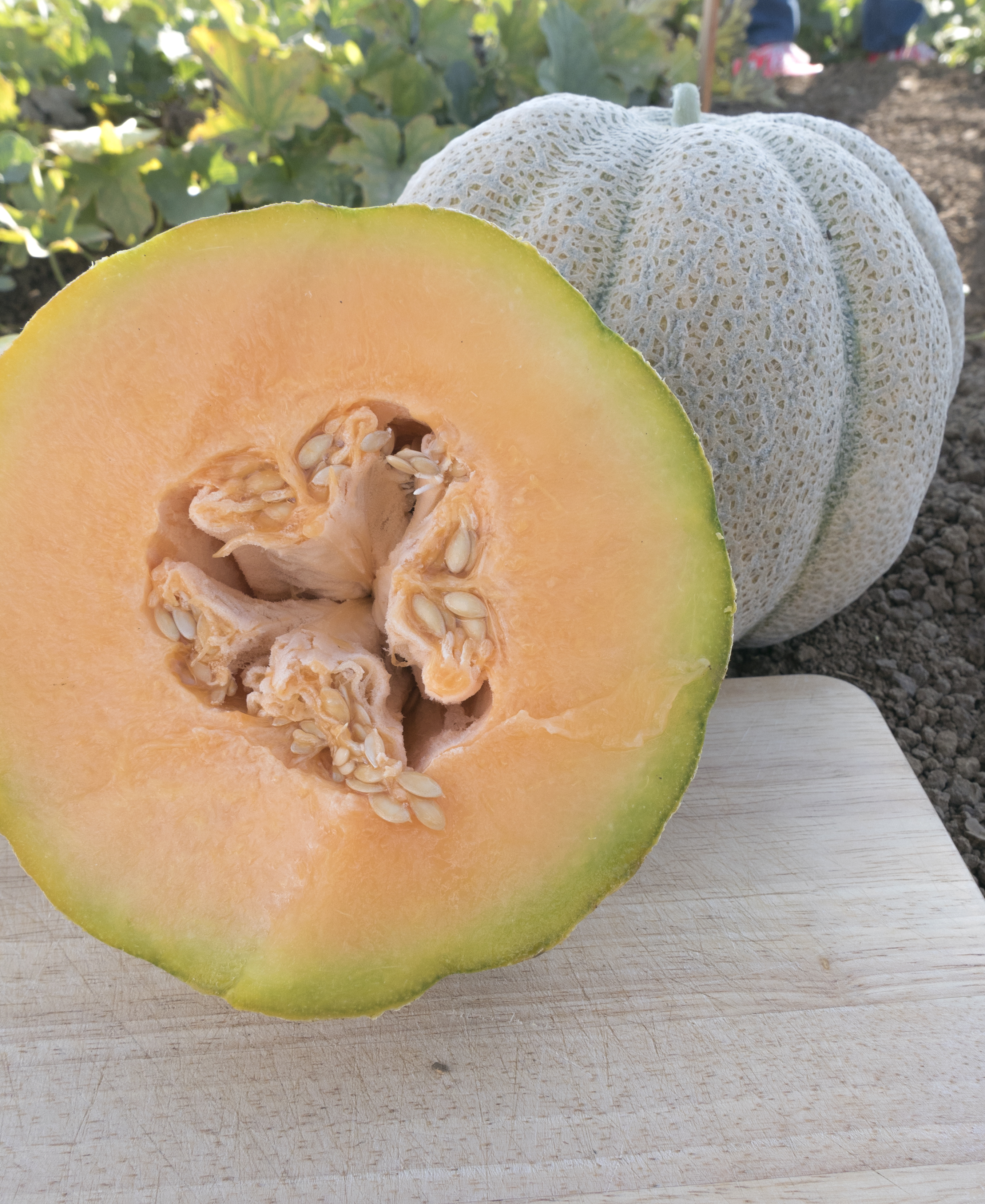 Melo Melo Melon Pan