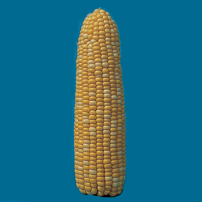 Butter & Sugar Hybrid Sweet Corn, Sweet Corn - Normal (su): R.H