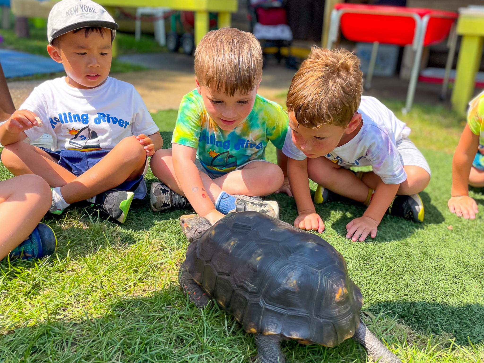 A group of campers looking at a turtle.
