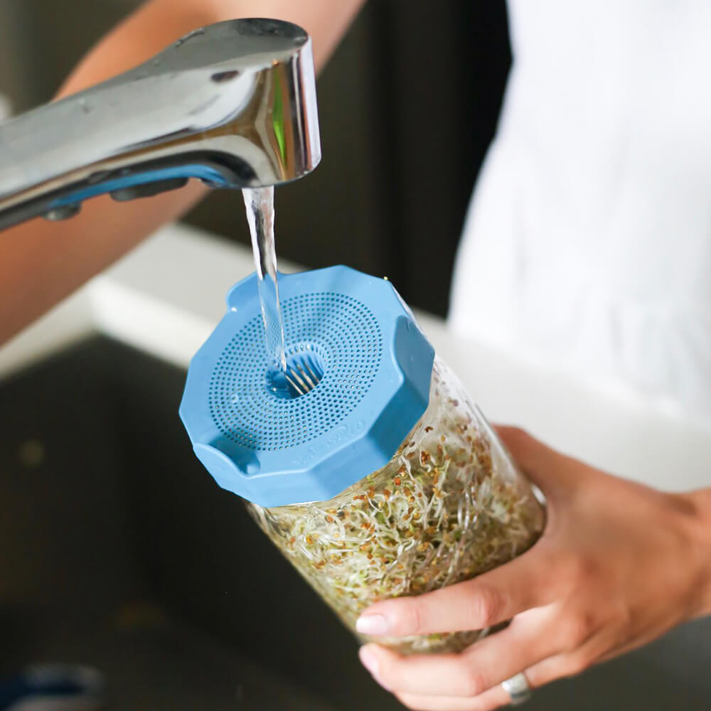 Jar Sprouting Lids Roots and Harvest
