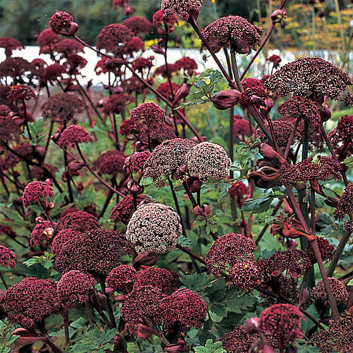 Angelica Gigas, Angelica Roots & Rhizomes
