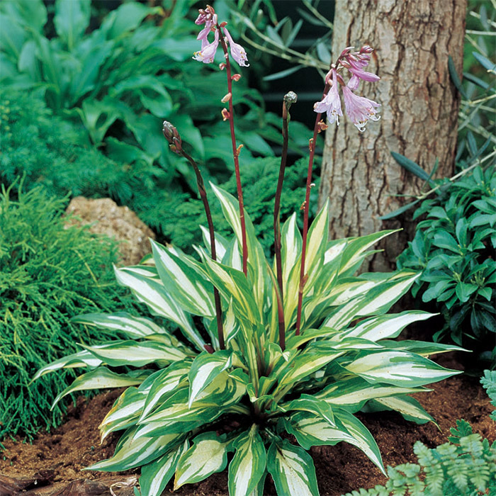 Hosta Cherry Berry, Hostas AE Roots & Rhizomes