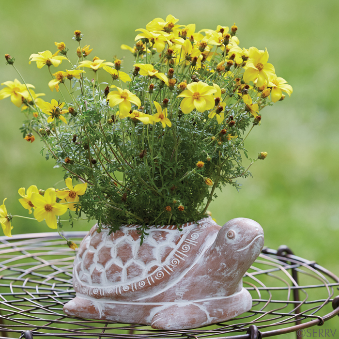Turtle Planter, Planters Serrv International