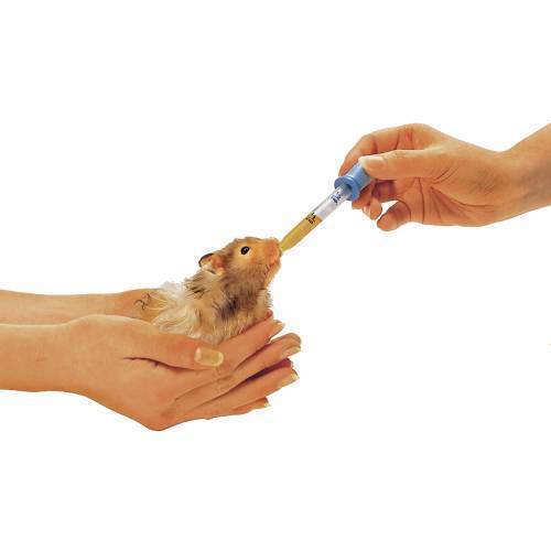 List 100+ Pictures How To Give Liquid Medicine To A Cat With A Dropper