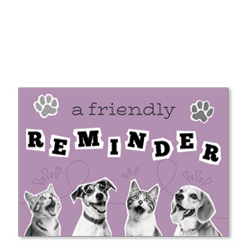 Standard Veterinary Postcards - Crazy Pets