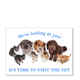 Standard Veterinary Postcards - We See You