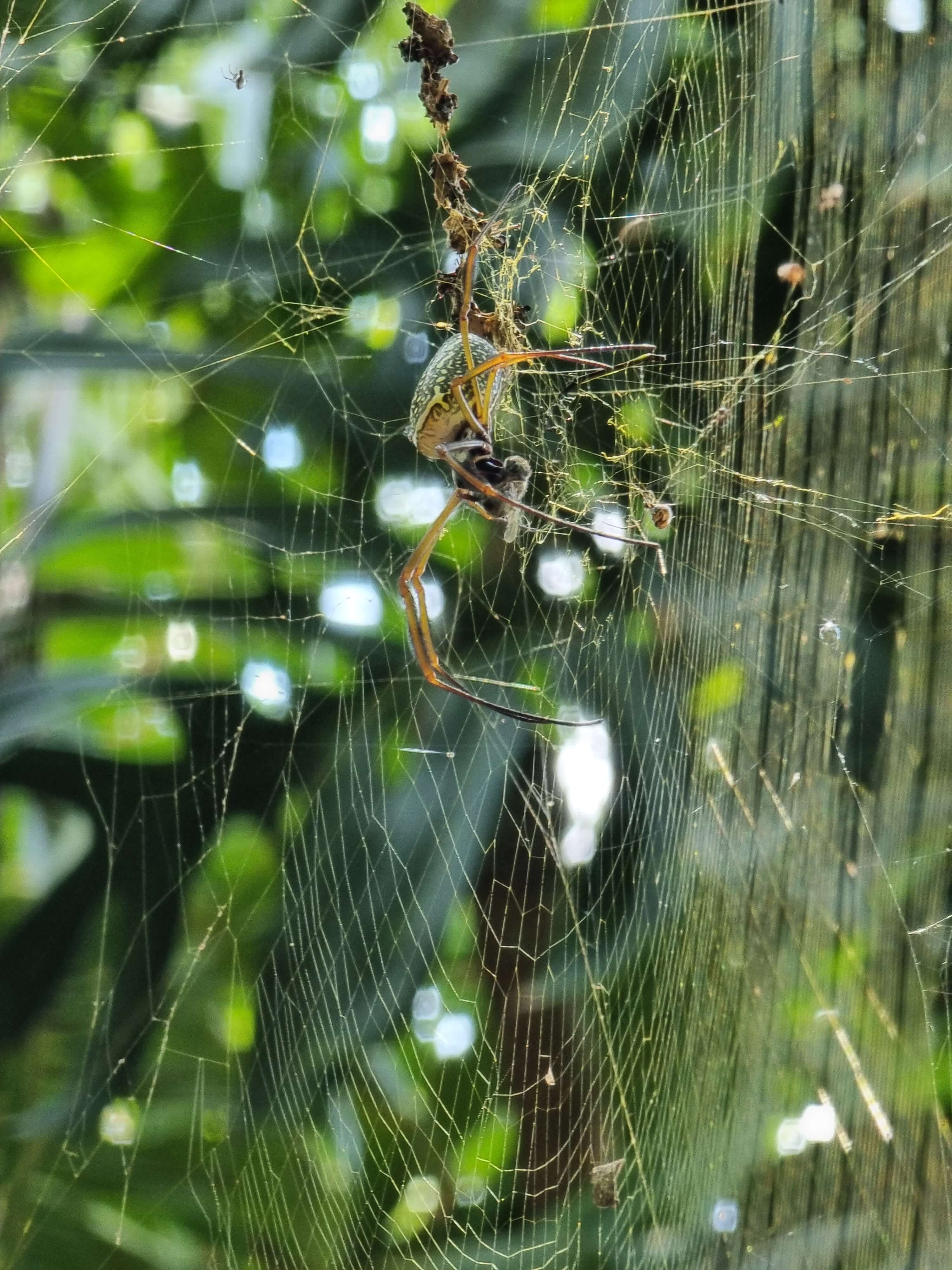 aranha-parque-das-aves.jpg aranha-parque-das-aves.jpg