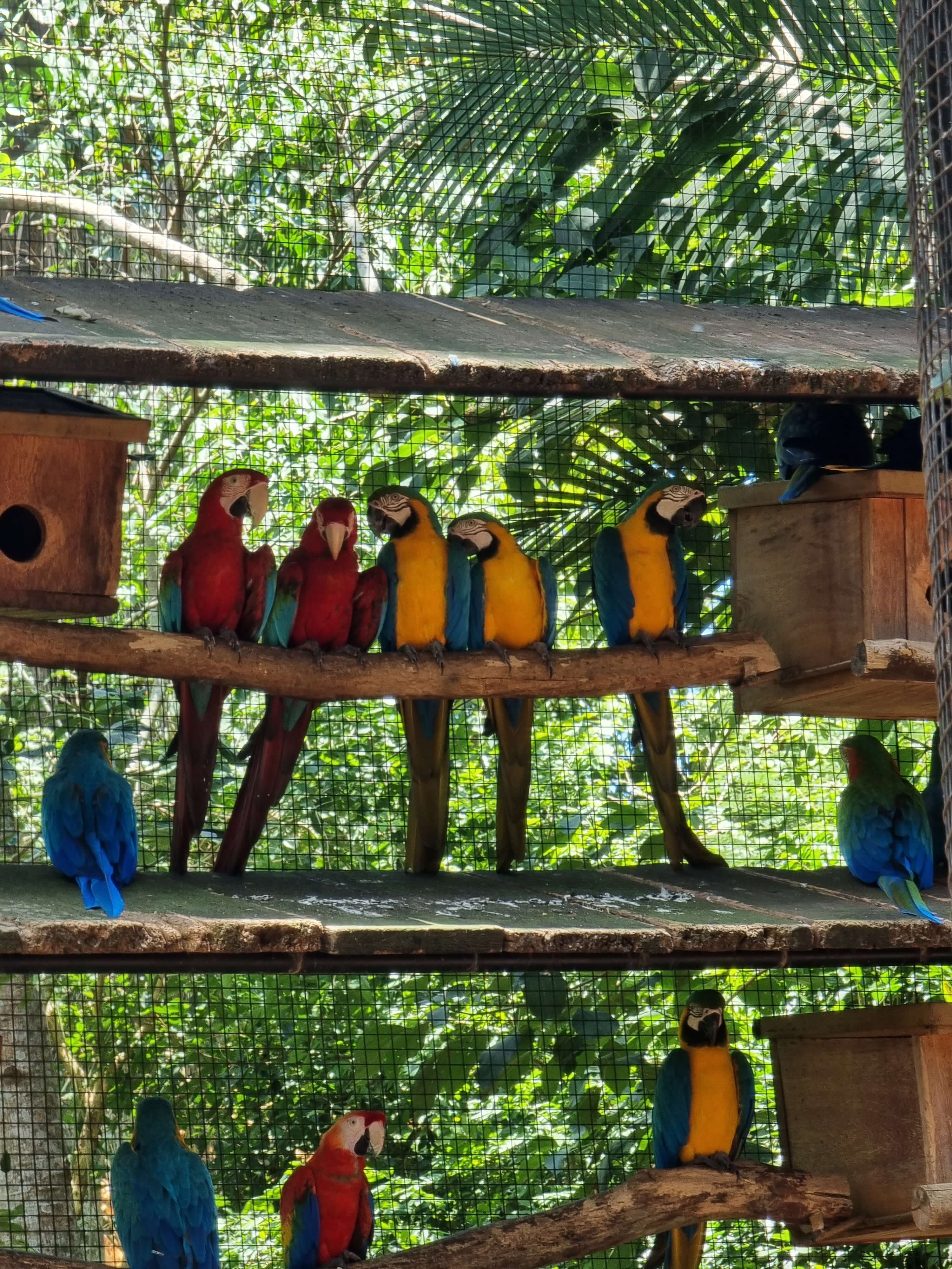 araras-parque-das-aves.jpg araras-parque-das-aves.jpg