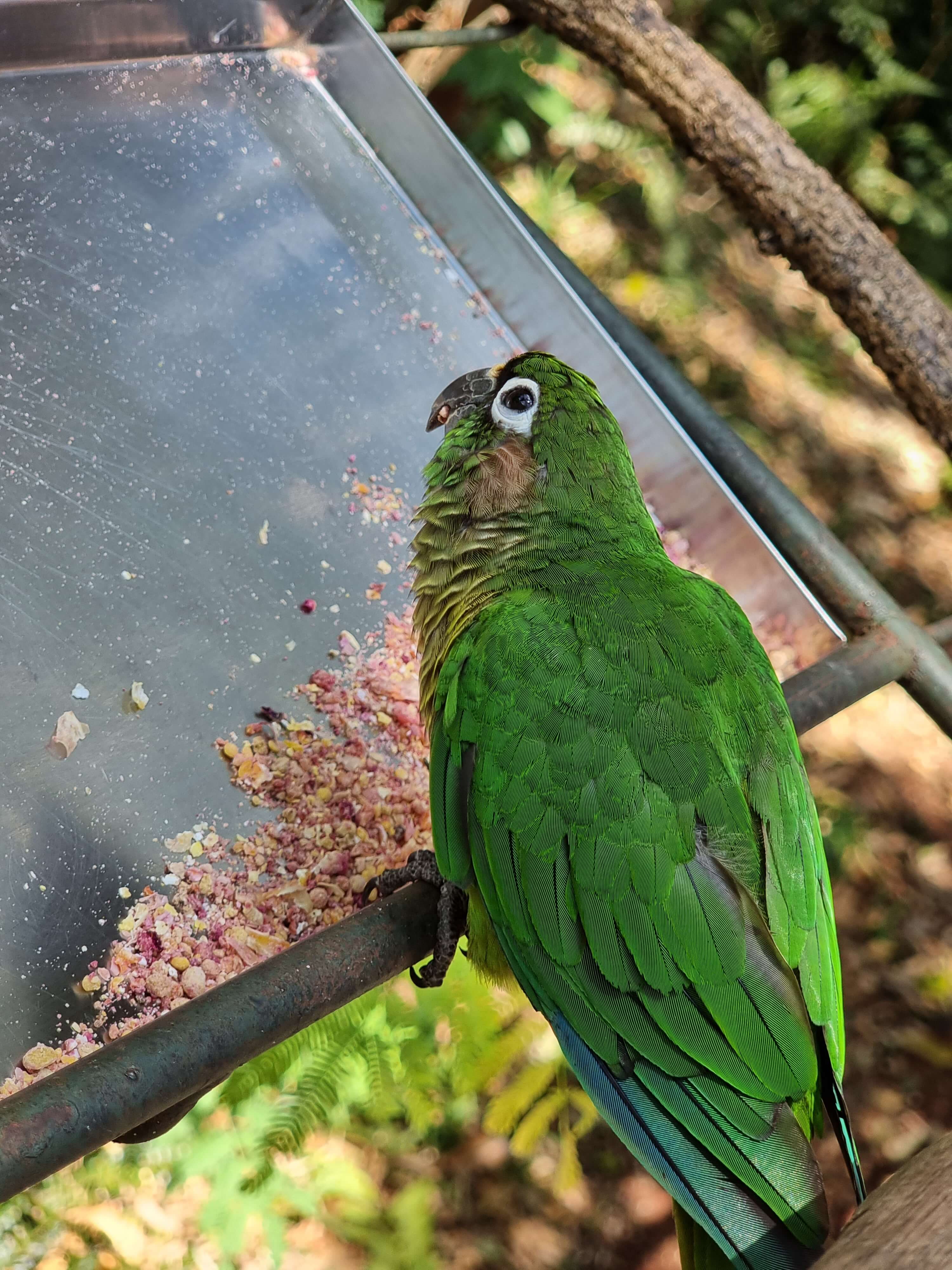 piriquito-parque-das-aves.jpg piriquito-parque-das-aves.jpg