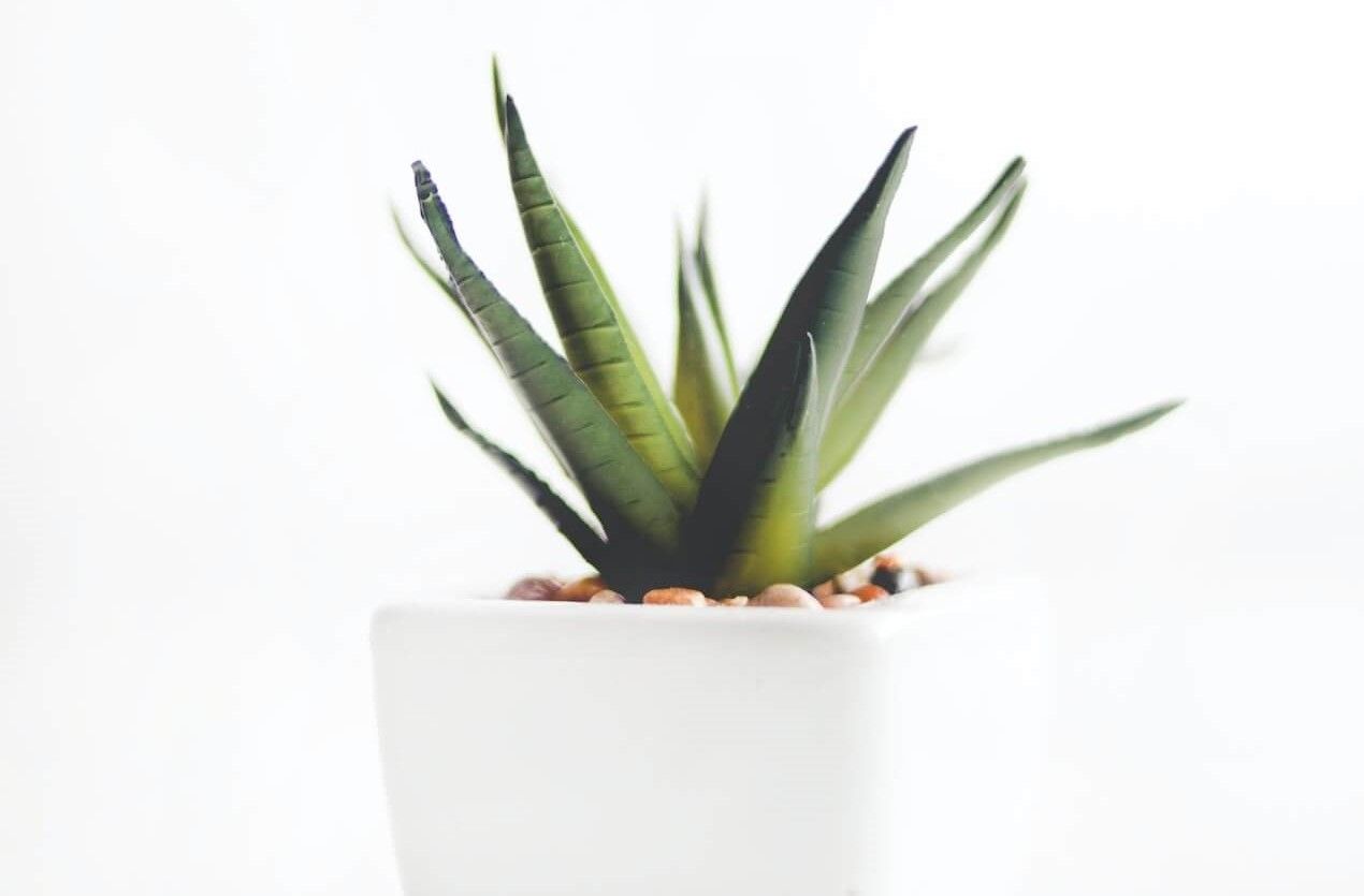 suculenta-replantada.jpg