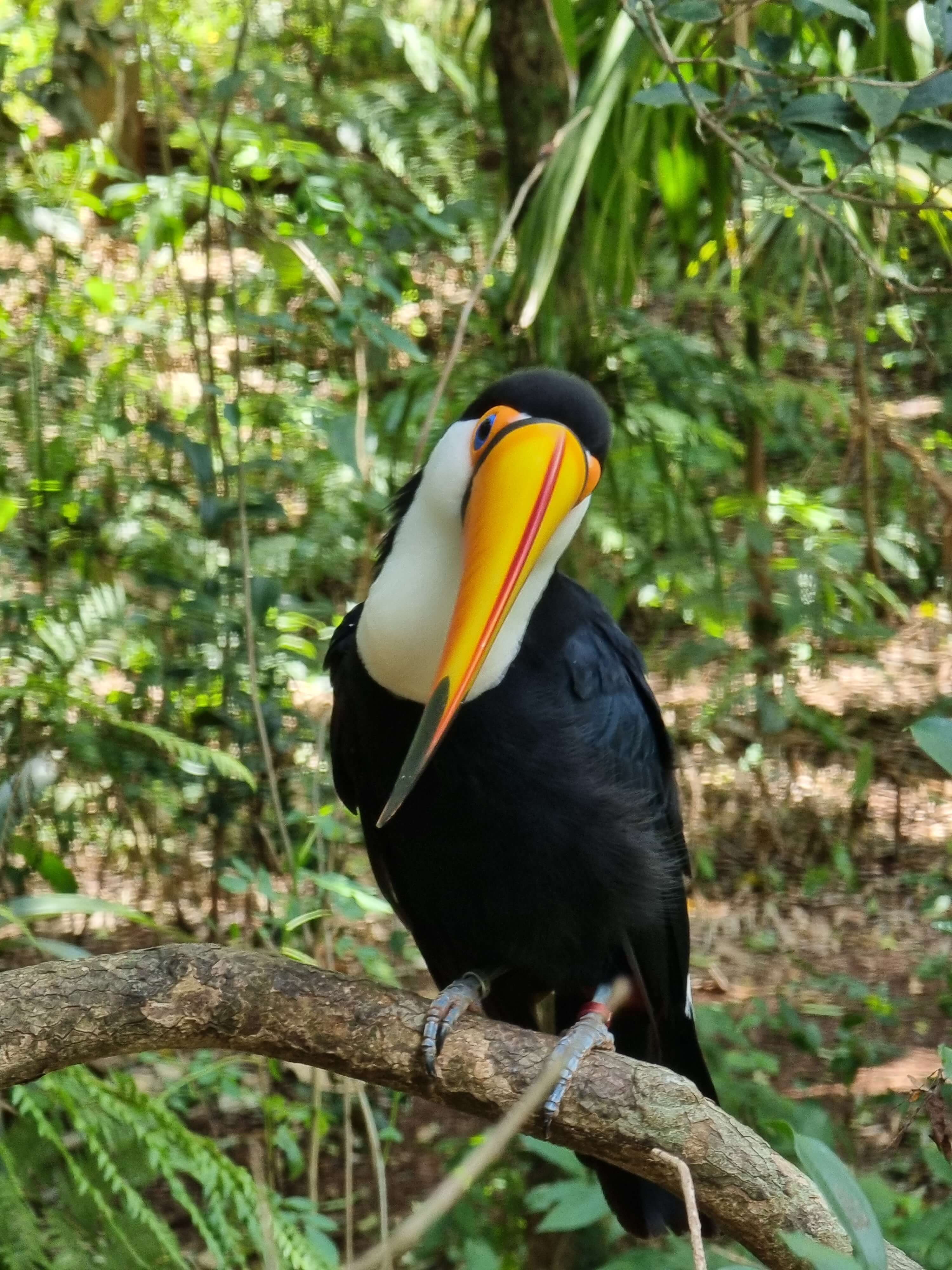 tucano-parque-das-aves.jpg tucano-parque-das-aves.jpg