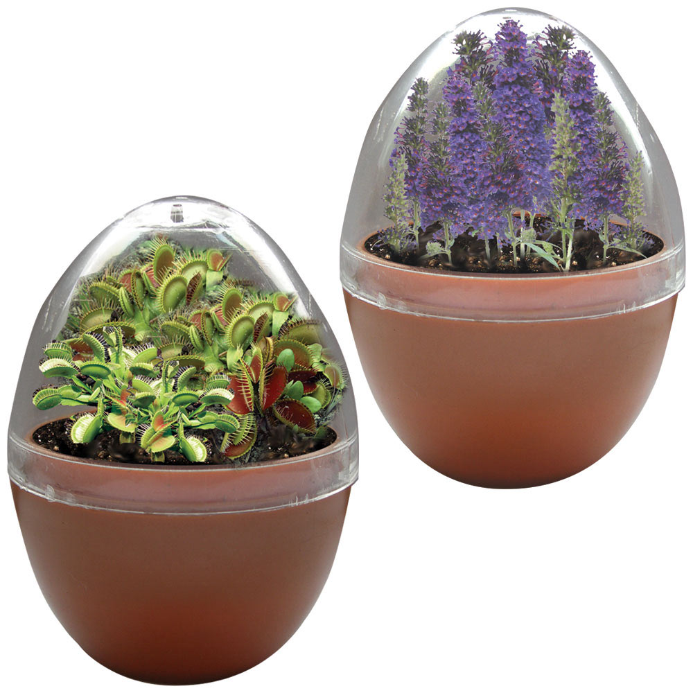 Mini Egg Terrarium Set Spilsbury