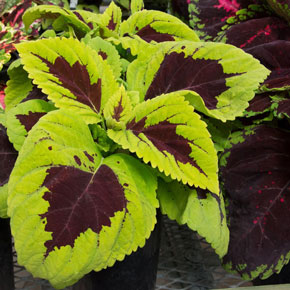 Kong Lime Sprite Coleus | Spring Hill Nurseries