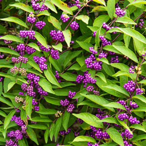 is beautyberry poisonous to dogs