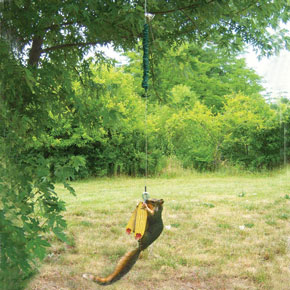 Squngee Squirrel Feeder Spring Hill Nurseries