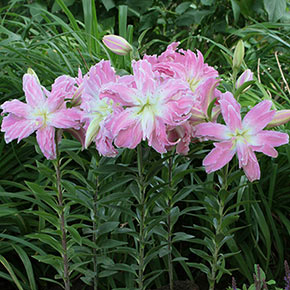 Лилия lotus elegance