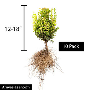 Green Mountain Boxwood Spring Hill Nurseries