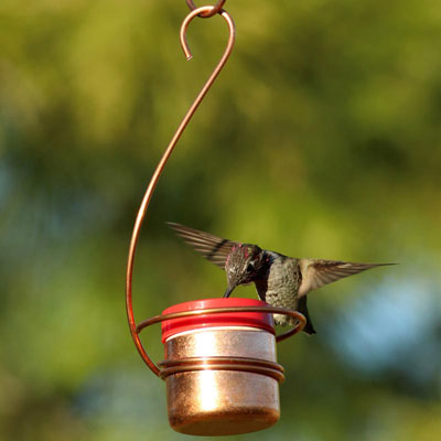 Hummingbird Feeders For Sale At Spring Hill Nurseries