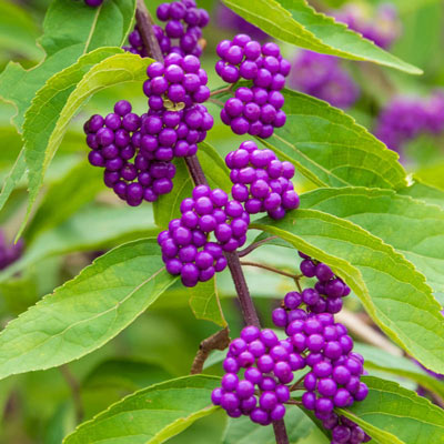 is beautyberry poisonous to dogs