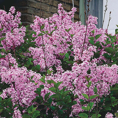 Lilac Bushes For Sale Buy Lilacs Spring Hill Nurseries