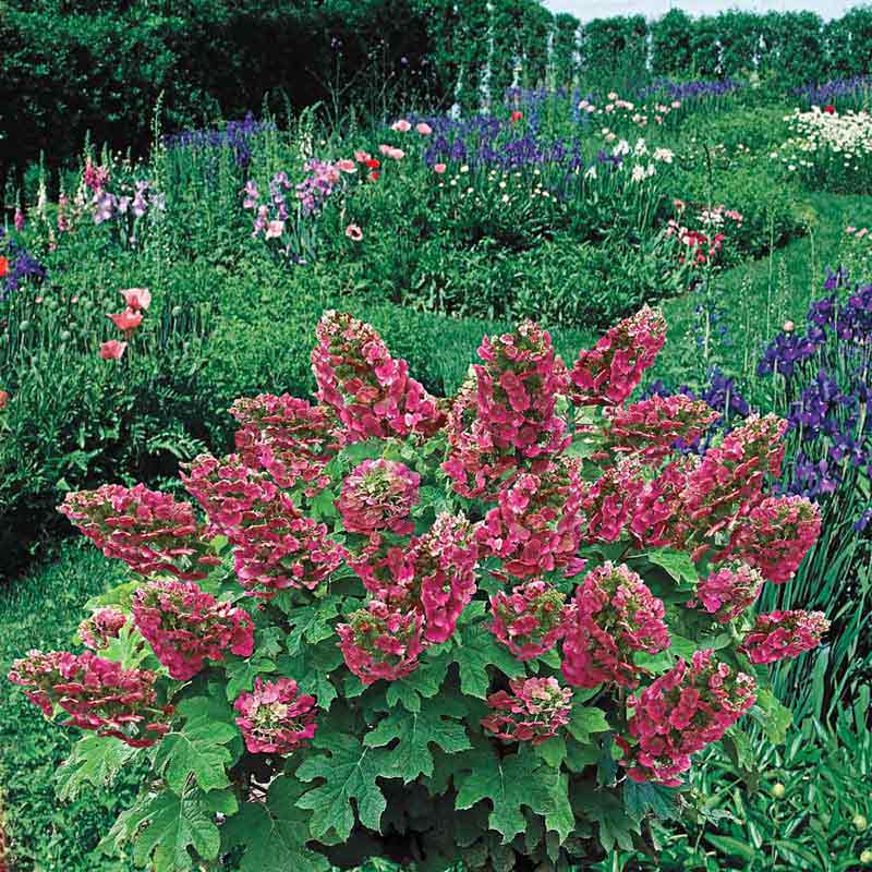 Ruby Slippers Dwarf Oakleaf Hydrangea At Spring Hill Nurseries