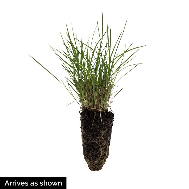 Best Grasses for Sunny Borders Collection Spring Hill