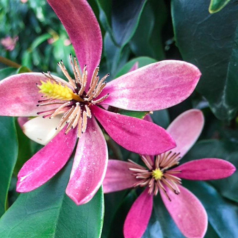 Stellar Ruby Magnolia Tree Buy Flowering Trees Spring Hill Nurseries
