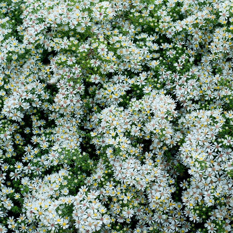 Bridal Veil Aster FallBlooming Perennial Spring Hill