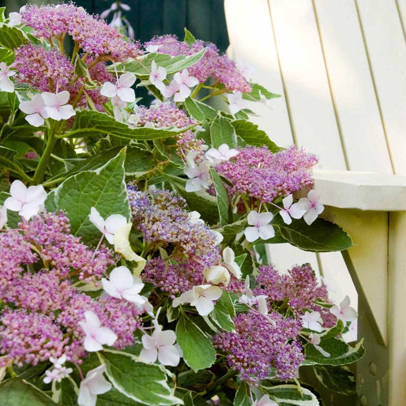 LightODay Hydrangea Shop Lacecap Hydrangeas Spring Hill