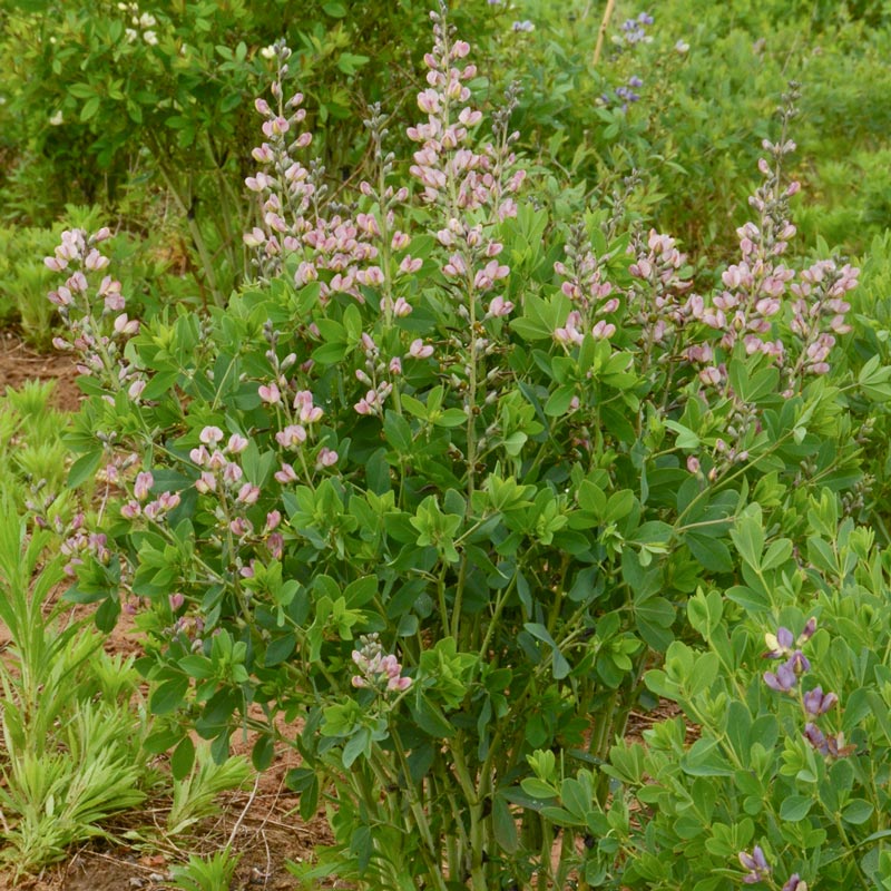 Pink Truffles Baptisia Spring Hill Nurseries