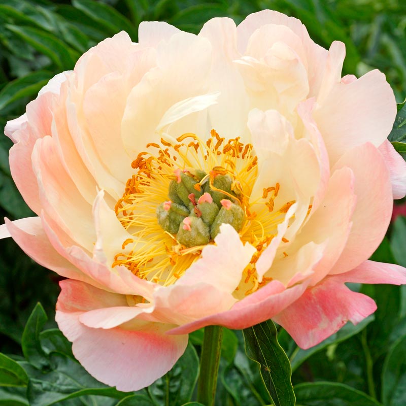 coral peony zara