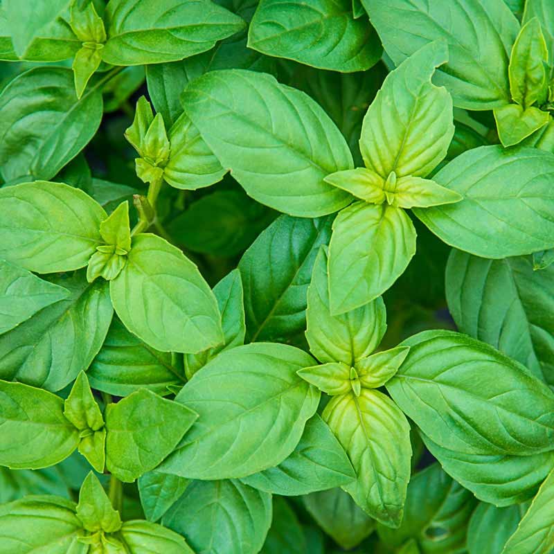 Herb Sweet Basil Plant Grow Herbs Indoors Spring Hill Nursery