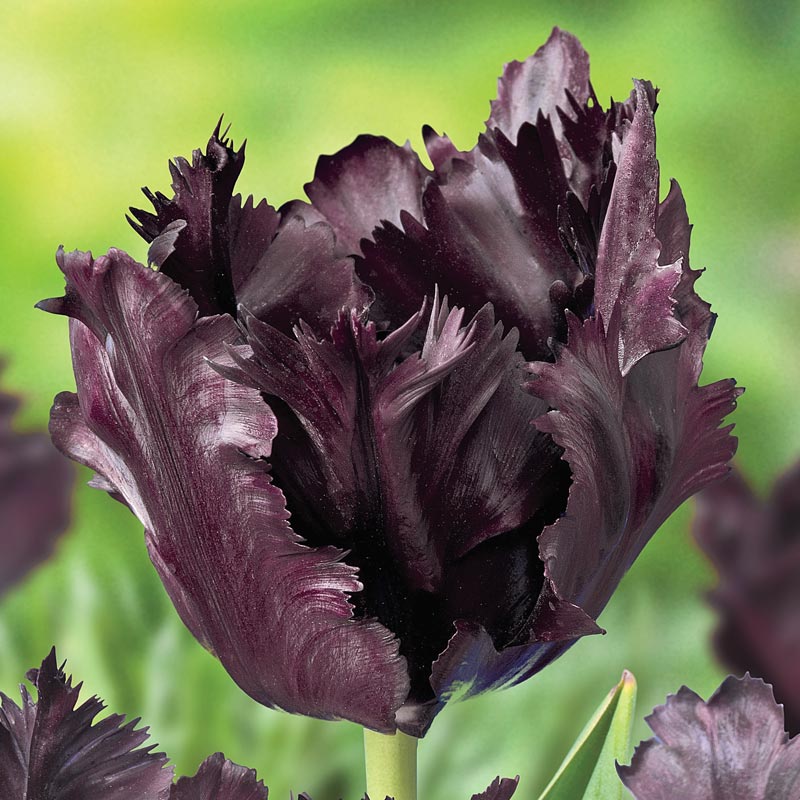 Black Parrot Tulip Spring Hill Nurseries