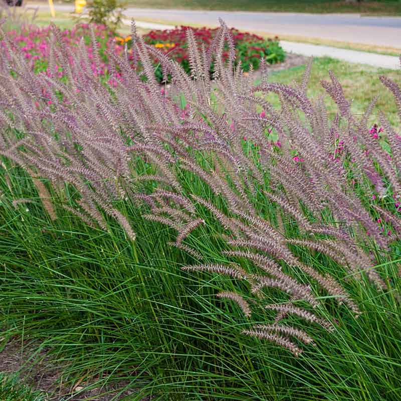 Rose Fountain Grass Ornamental Grasses Spring Hill