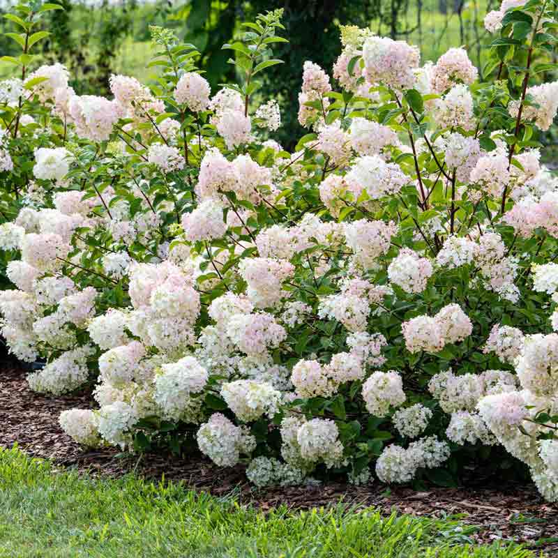 Strawberry Sundae Hydrangea Spring Hill Nurseries
