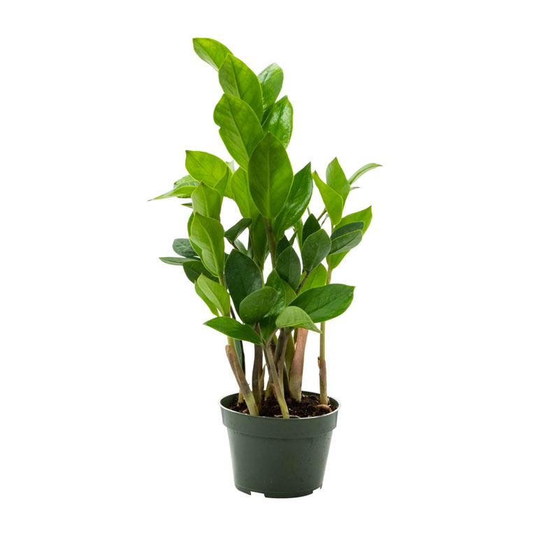 ZZ Plant Houseplants Zamioculcas zamiifolia Spring Hill