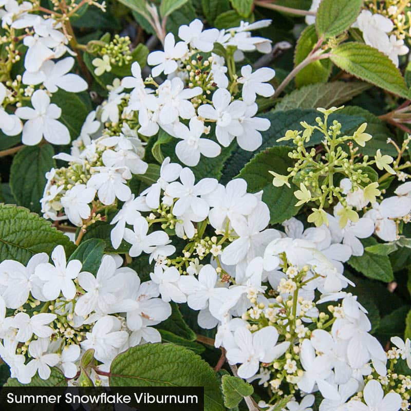 Shrubs for Birds Chokeberry, Beautyberry and Viburnum