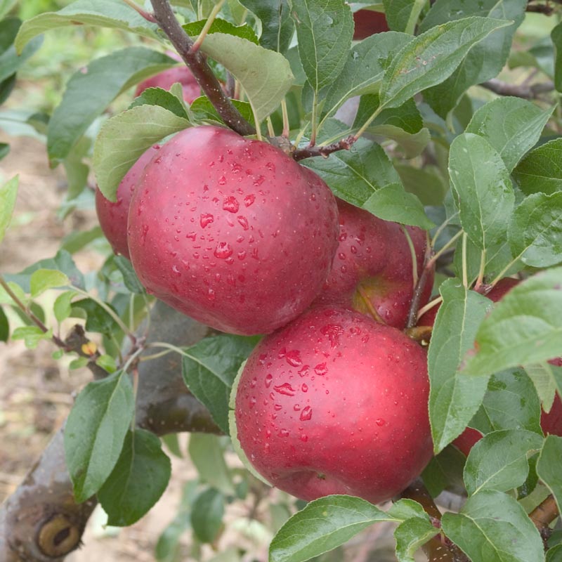 Pixie Crunch Lil’Big Apple Edibles Spring Hill Nurseries