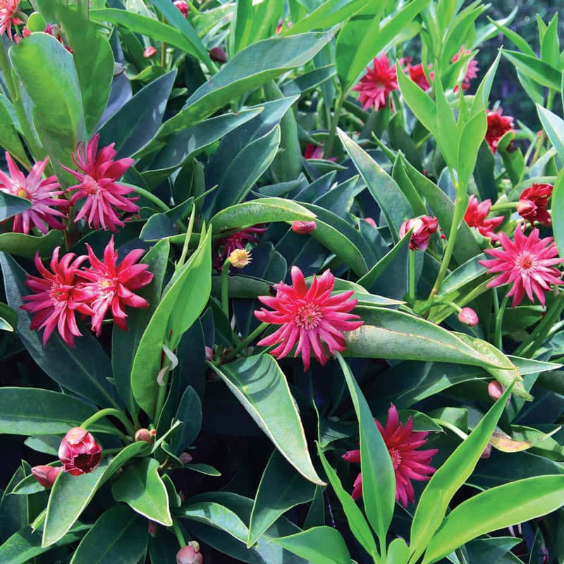 Scorpio Star Flower Illicium Shop Star Anise Spring Hill