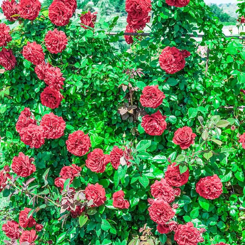 Lady in Red Climbing Rose – Roses | Spring Hill Nurseries