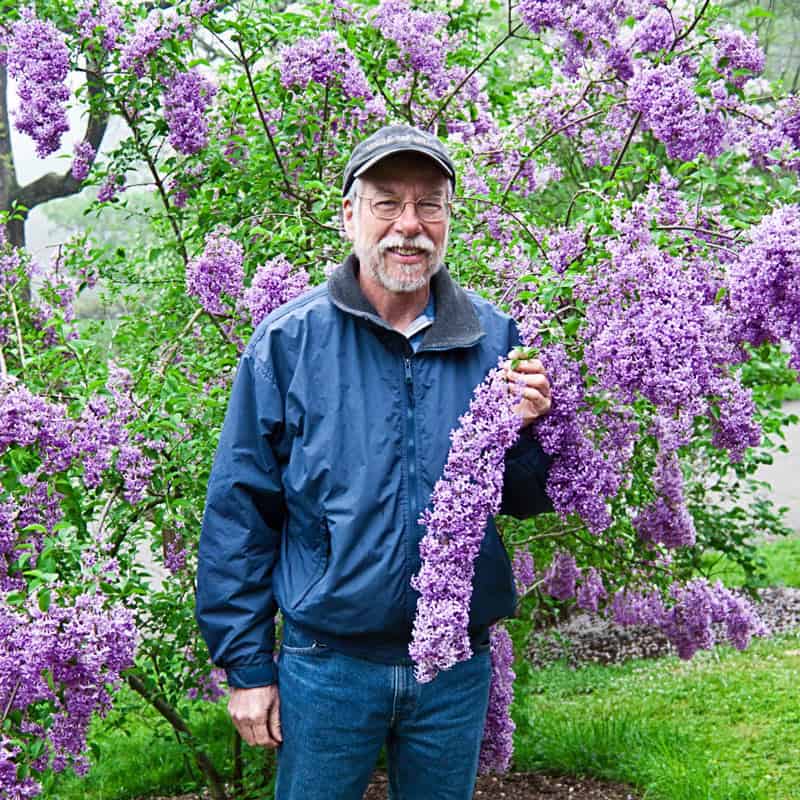 Buy 'Lilac Sunday' Lilac Collection At Spring Hill Nurseries