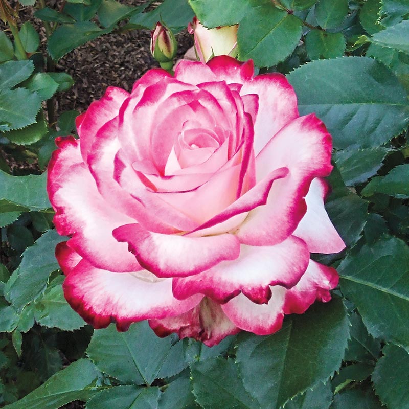 Cherry Parfait Grandiflora Rose Buy Roses Spring Hill Nurseries