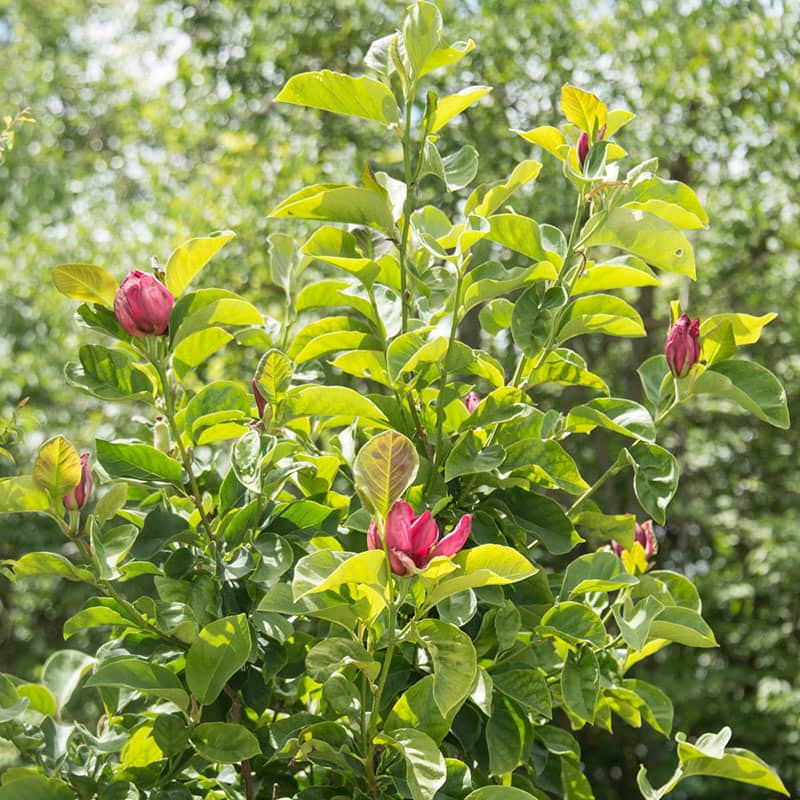 Genie Reblooming Magnolia Tree Buy Flowering Trees Spring Hill