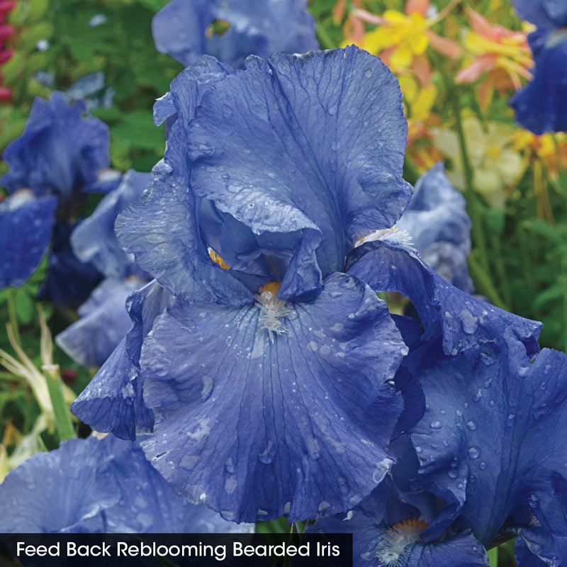 Heavenly Shades of Blue Iris Collection Spring Hill