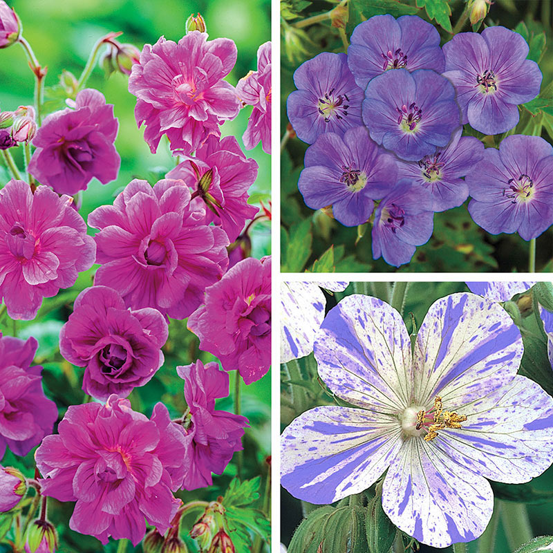 Birch's Everblooming Hardy Geranium Spring Hill Nurseries
