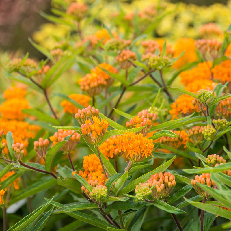 Buy Orange Butterfly Plant at Spring Hill Nursery