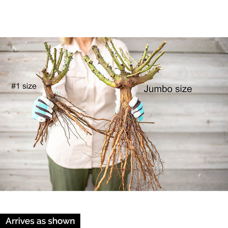 Chicago Peace Hybrid Tea Rose