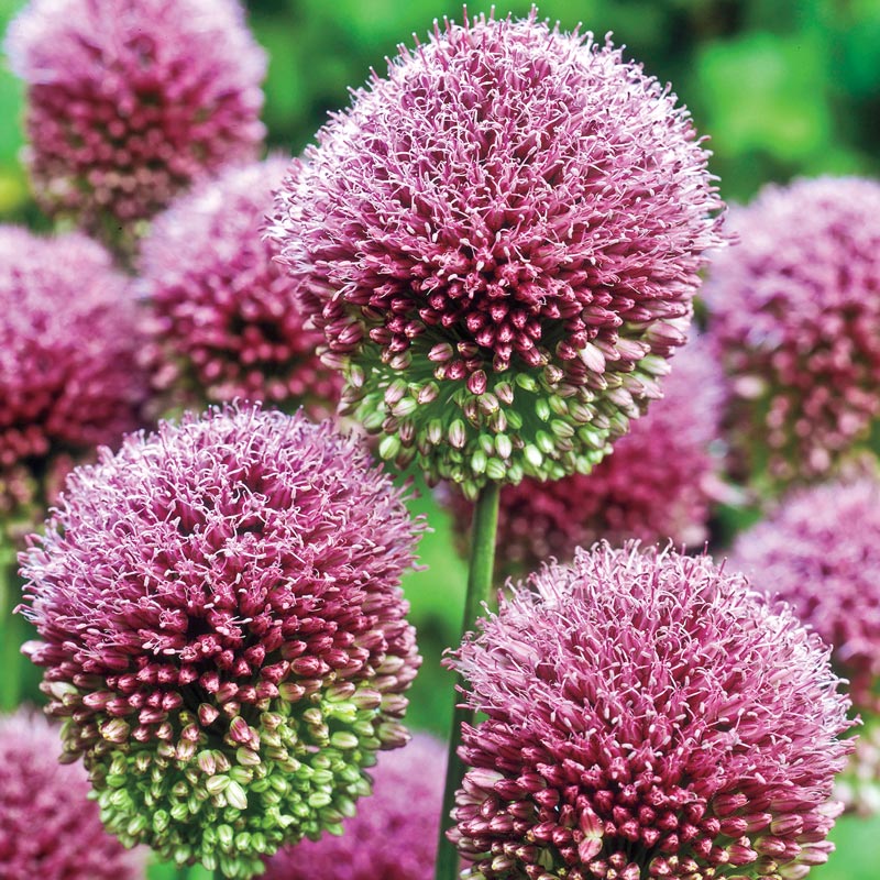 Buy Drumstick Allium at Spring Hill Nursery