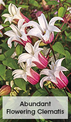 Abundant Flowering Clematis