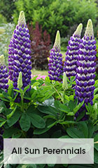 Sun Perennials